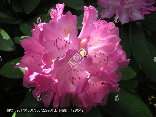 杜鵑花