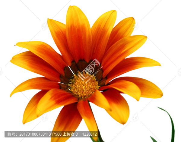 花3