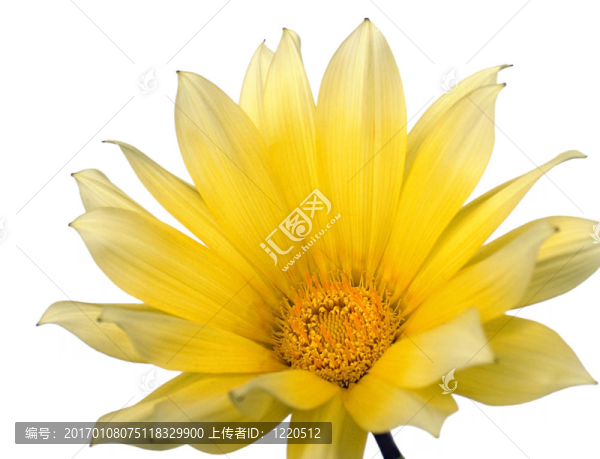 黃色的花1