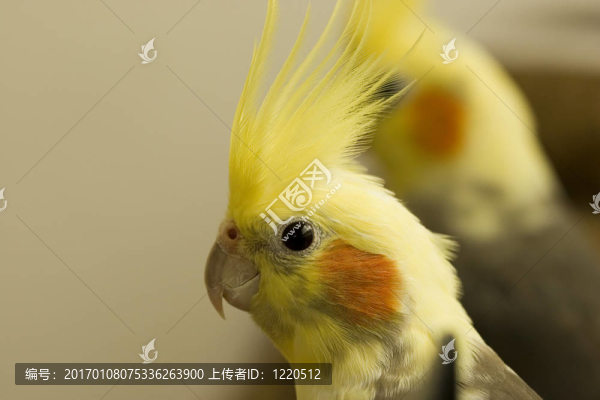 紅色斑點(diǎn)的戀人