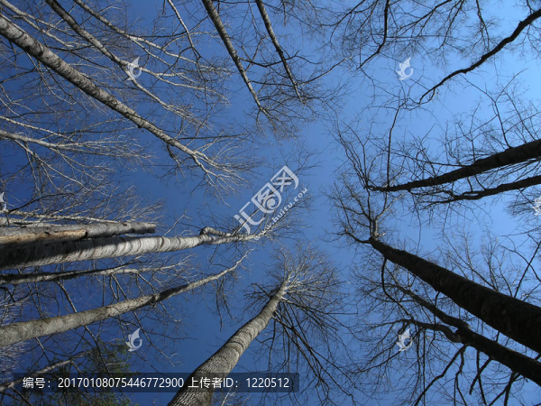 高聳的樹木-匯圖網(wǎng) www.fosd68.com 高聳的樹木