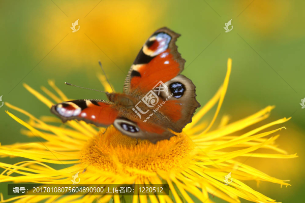蝴蝶