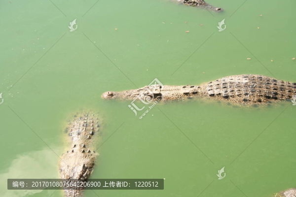 鱷魚