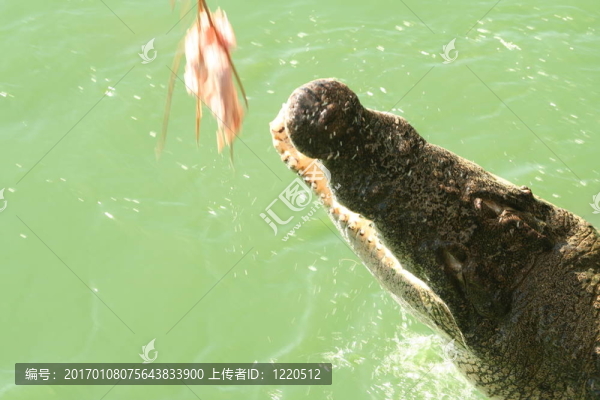攻擊鱷魚