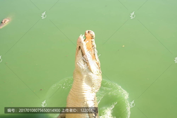 跳鱷