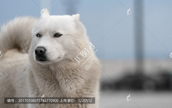 哈士奇狗