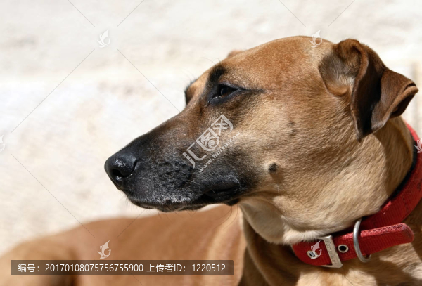 狗的肖像