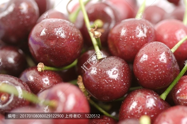 成熟的櫻桃-匯圖網(wǎng) www.fosd68.com 成熟的櫻桃