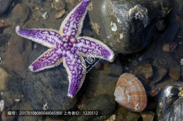 海星和蛤蜊