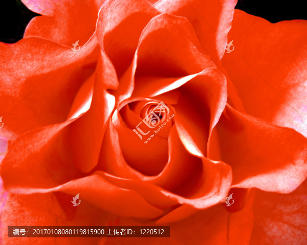紅玫瑰