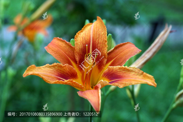 莉莉在花園里