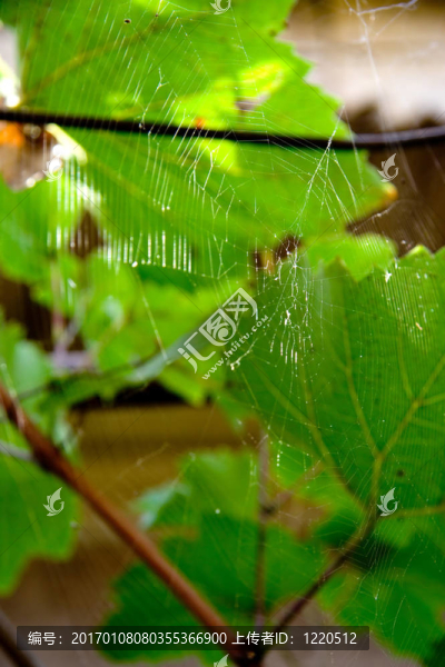 蜘蛛網(wǎng)-匯圖網(wǎng) www.fosd68.com 蜘蛛網(wǎng)