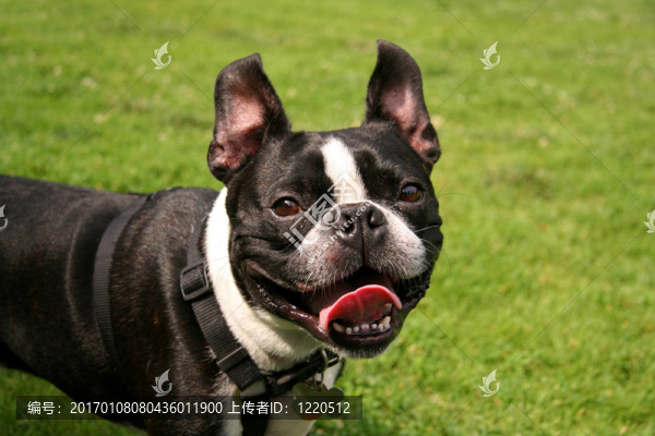微笑的法國斗牛犬