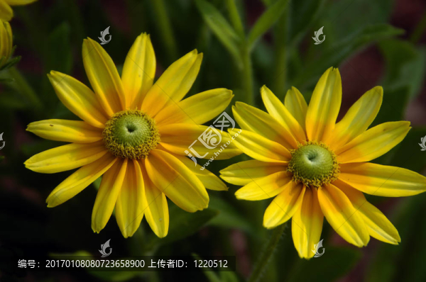 雙胞胎