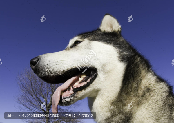 狗