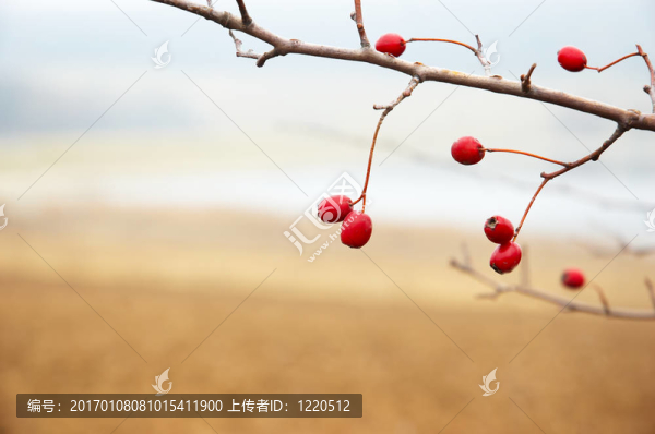 山楂樹枝