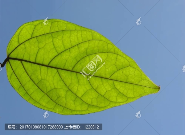 綠色的葉子