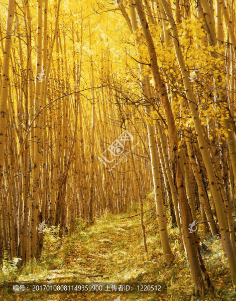 yellowforesttrail