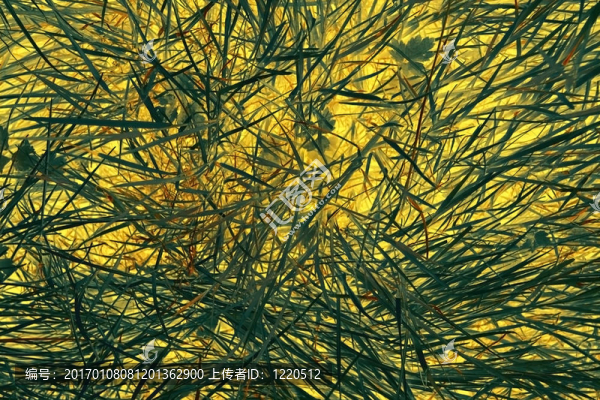 草摘要