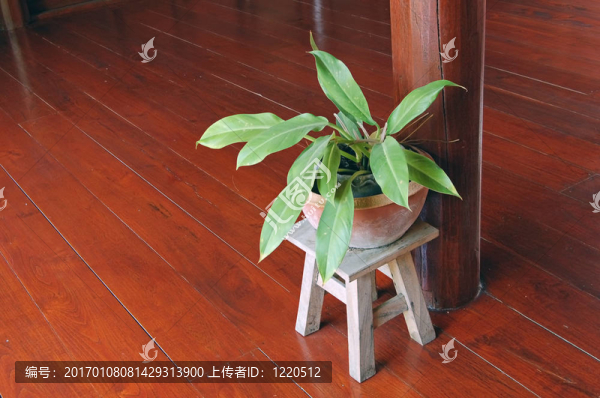 室內(nèi)植物