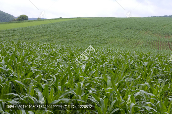 玉米田