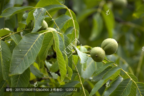 樹上的核桃