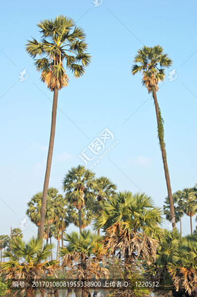 兩手掌