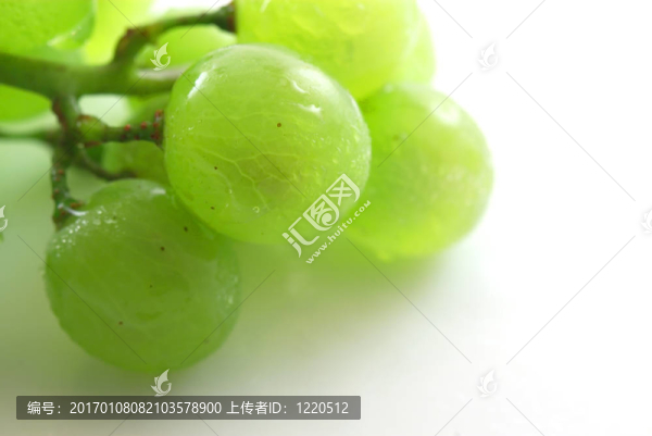 白色背景上的鮮葡萄