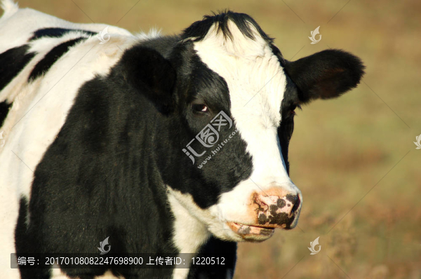黑白牛