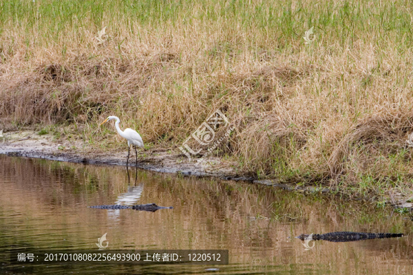 佛羅里達(dá)州alligator2