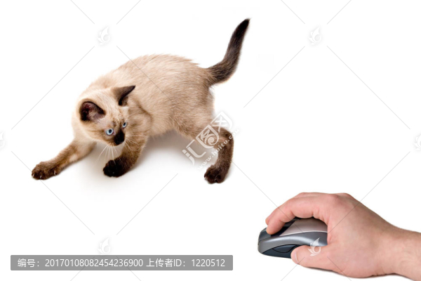 貓和老鼠