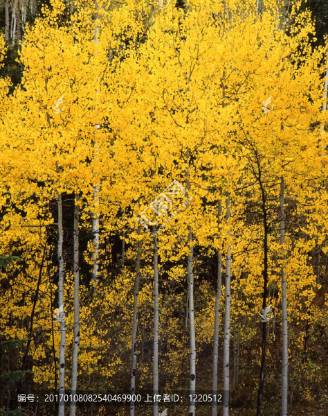 uintaforestaspens2