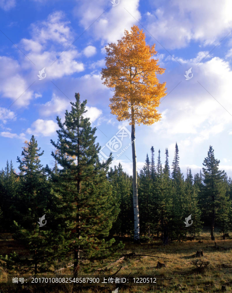 ashleyforestaspen2