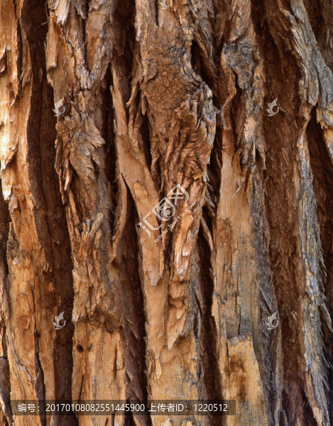 cottonwoodtree