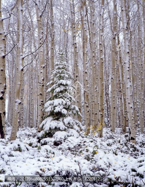 ashleyforestsnow
