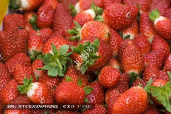 草莓