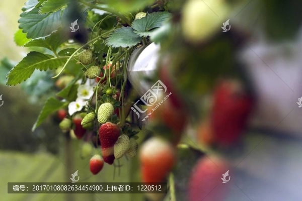 草莓