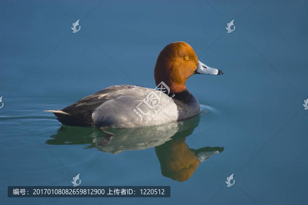 紅頭