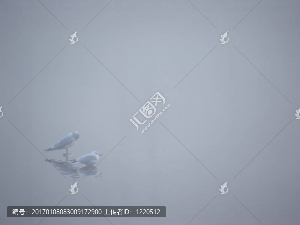 薄霧中的鳥1