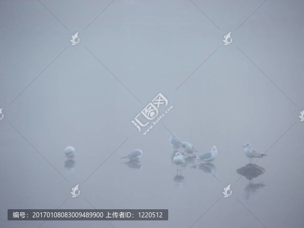 薄霧中的鳥
