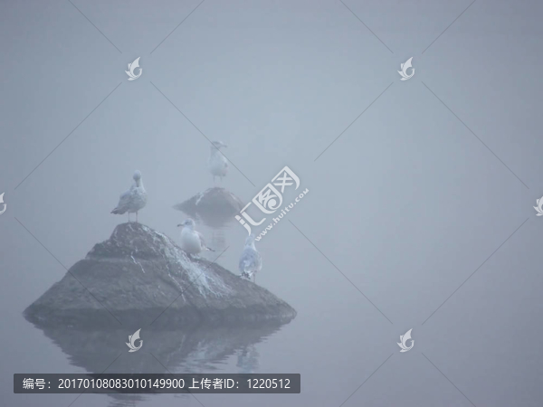 薄霧中的鳥(niǎo)