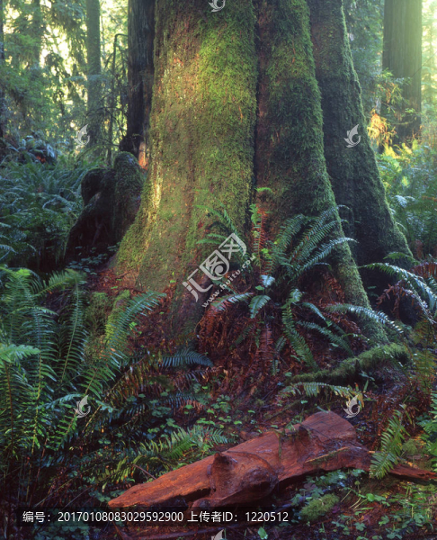 redwoodforest