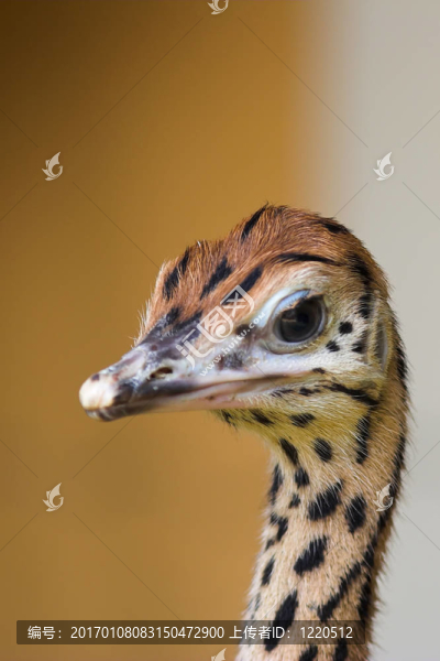 鴕鳥肖像