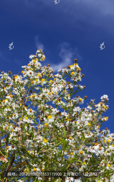 花和藍色的天空