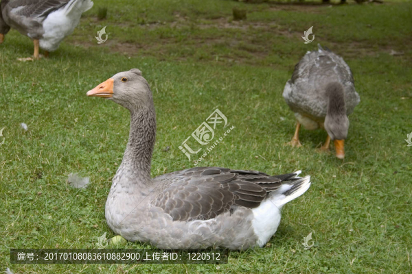 鵝在多爾多涅河；法國