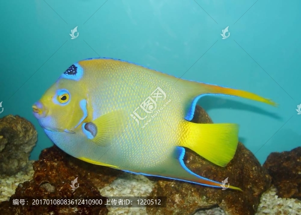 彩色的魚