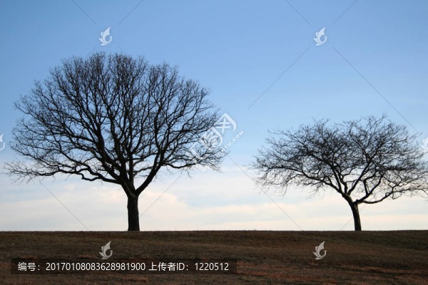 公園里的孤獨(dú)的樹