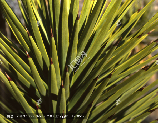 mojaveyucca