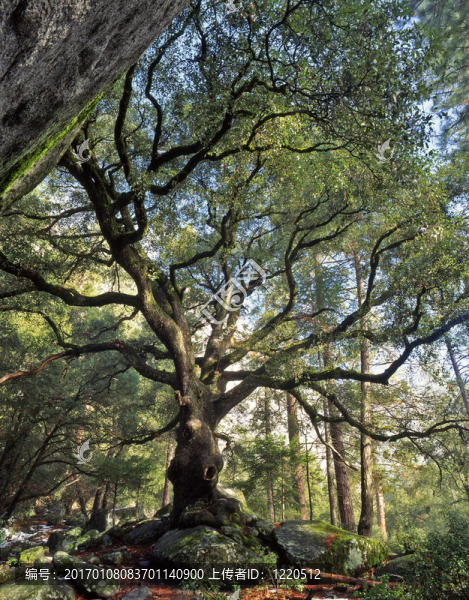 blackoaktree