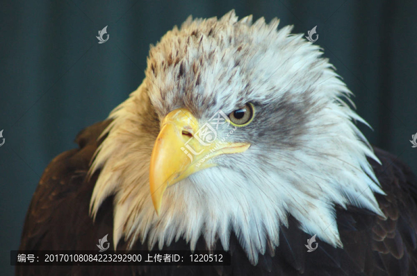 禿頭鷹
